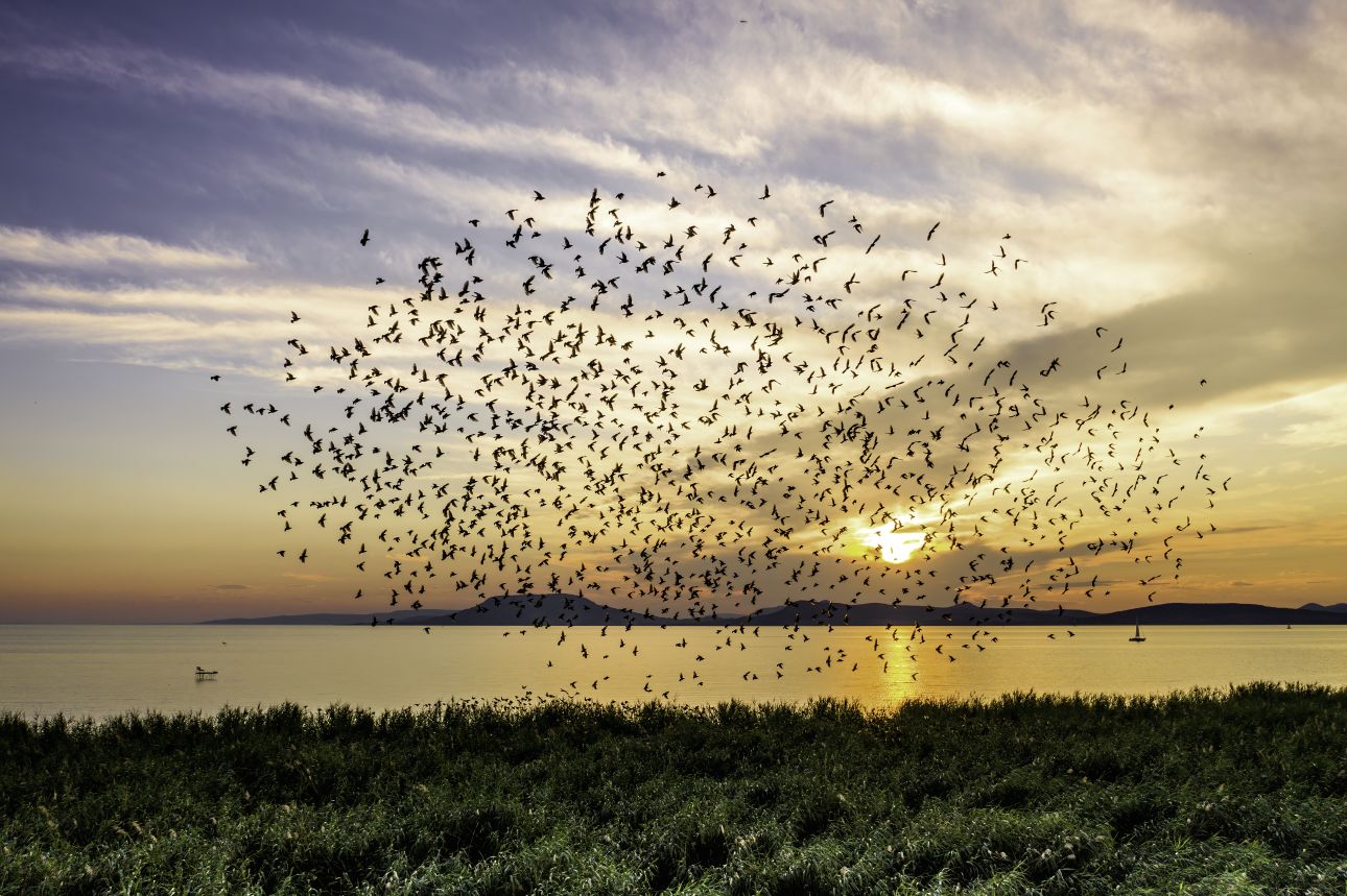 Őszi mad&aacute;rvonul&aacute;s a Balatonn&aacute;l, Fot&oacute;: VisitBalaton365 / B&ouml;r&ouml;czky Bulcs&uacute;