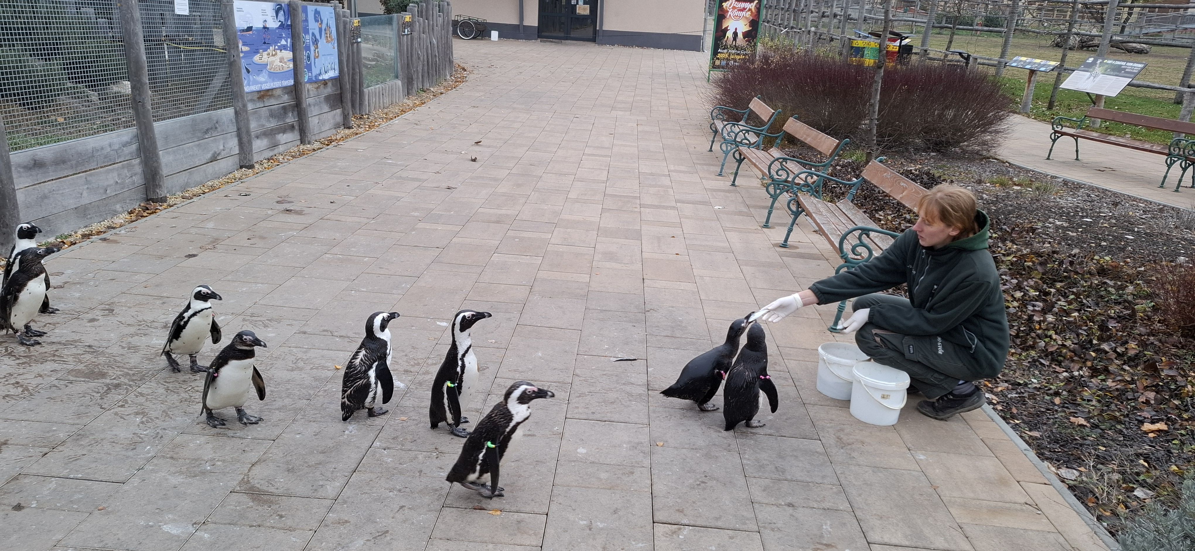 gyor pingvin, Fot&oacute;: turizmus.com