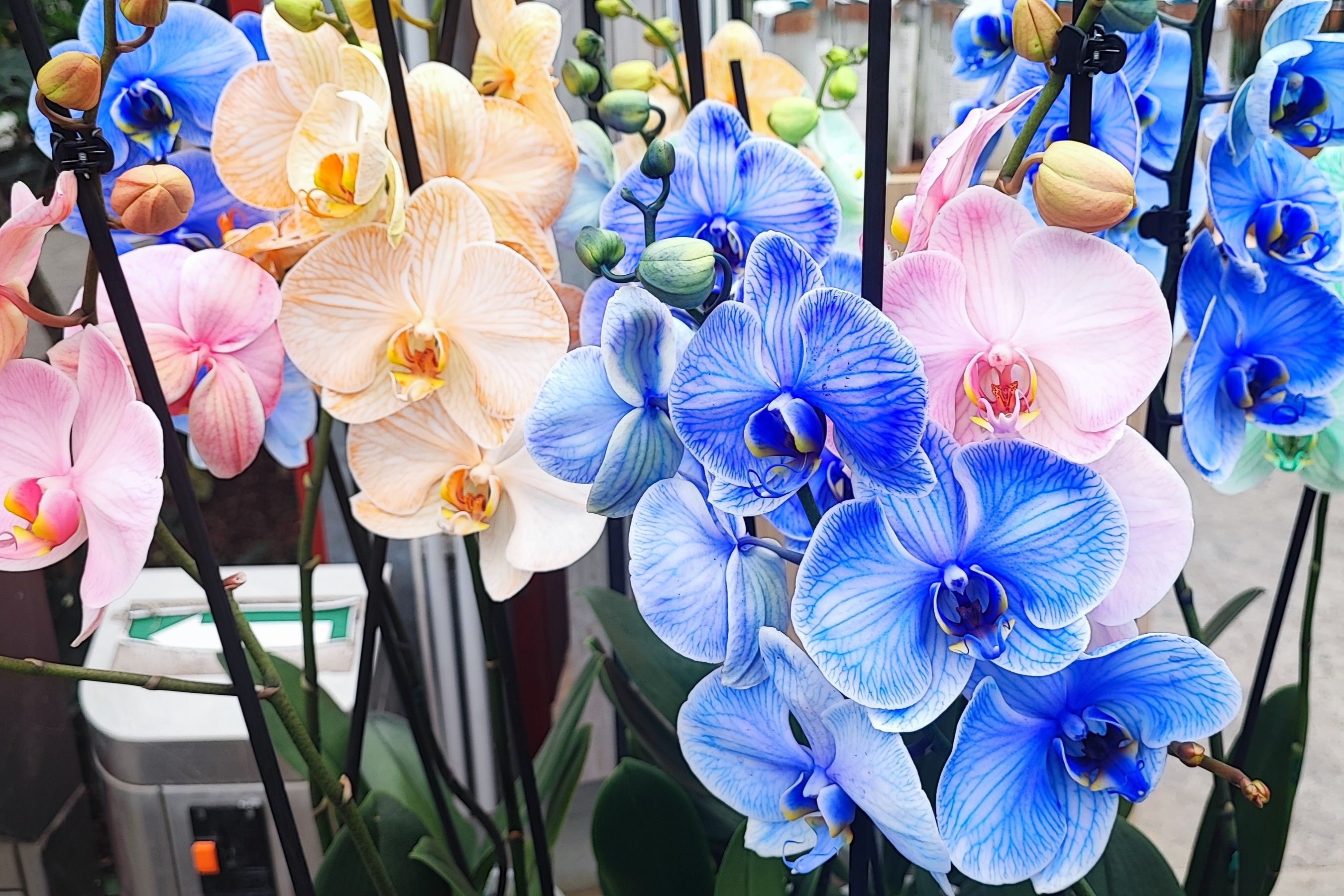 szlovenia-orchidea, Fot&oacute;: turizmus.com