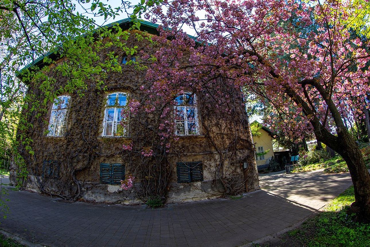 sakura-fuveszkert, Fotó: Demeter Károly