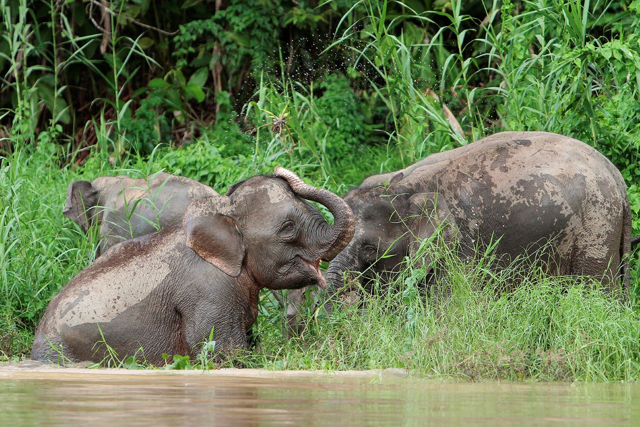 Kinabatangan-torpeelefantok-Sabah-Tourism-Board, Fot&oacute;: Sabah Tourism Board