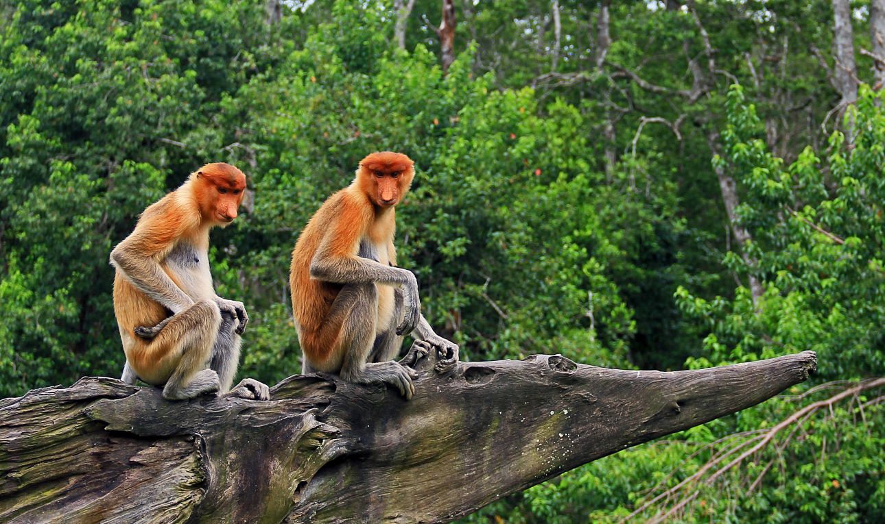 Nagyorru-majmok-Sabah-Tourism-Board, Fot&oacute;: Sabah Tourism Board