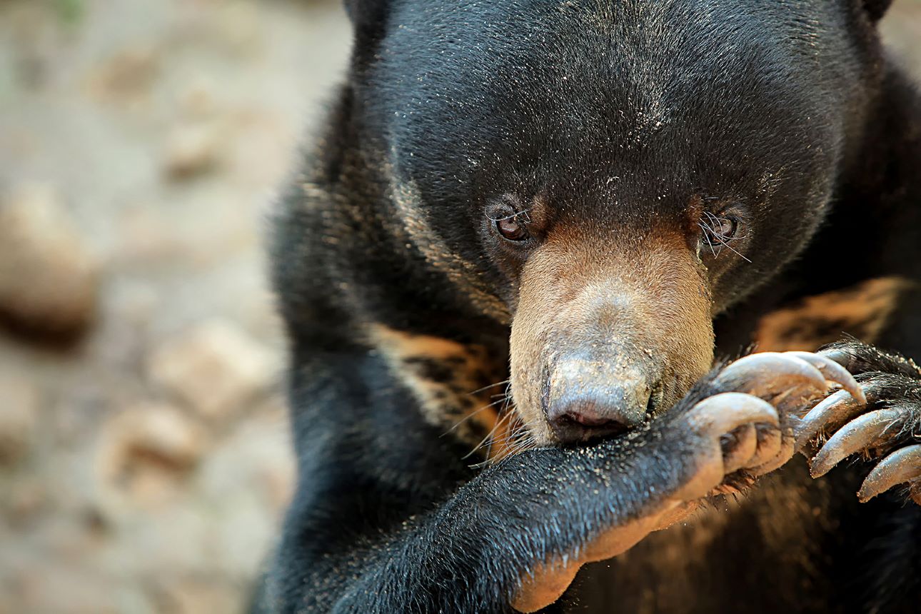 San-Bear-Coservation-Centre-Sabah-Tourism-Board, Fot&oacute;: Sabah Tourism Board