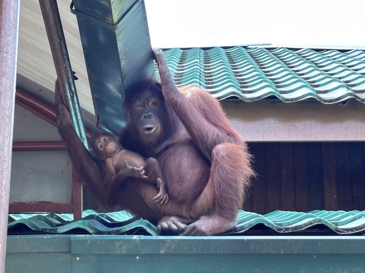 sabah-orangutanok-fh, Fot&oacute;: Fucsk&oacute; Hajnalka