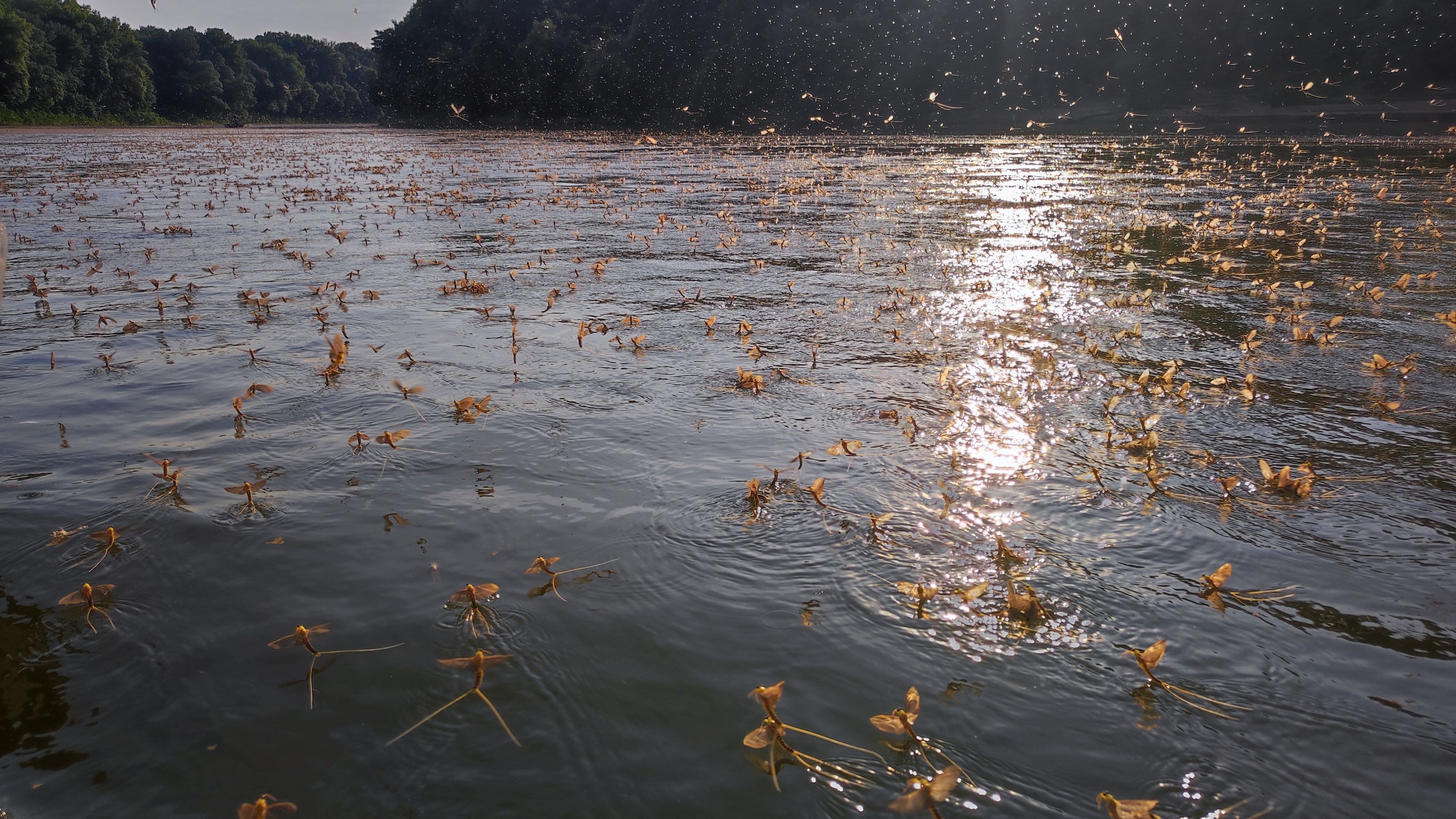 tiszaviragzas folyo, Fot&oacute;: Hortobagyi Nemzeti Park Monoki Akos