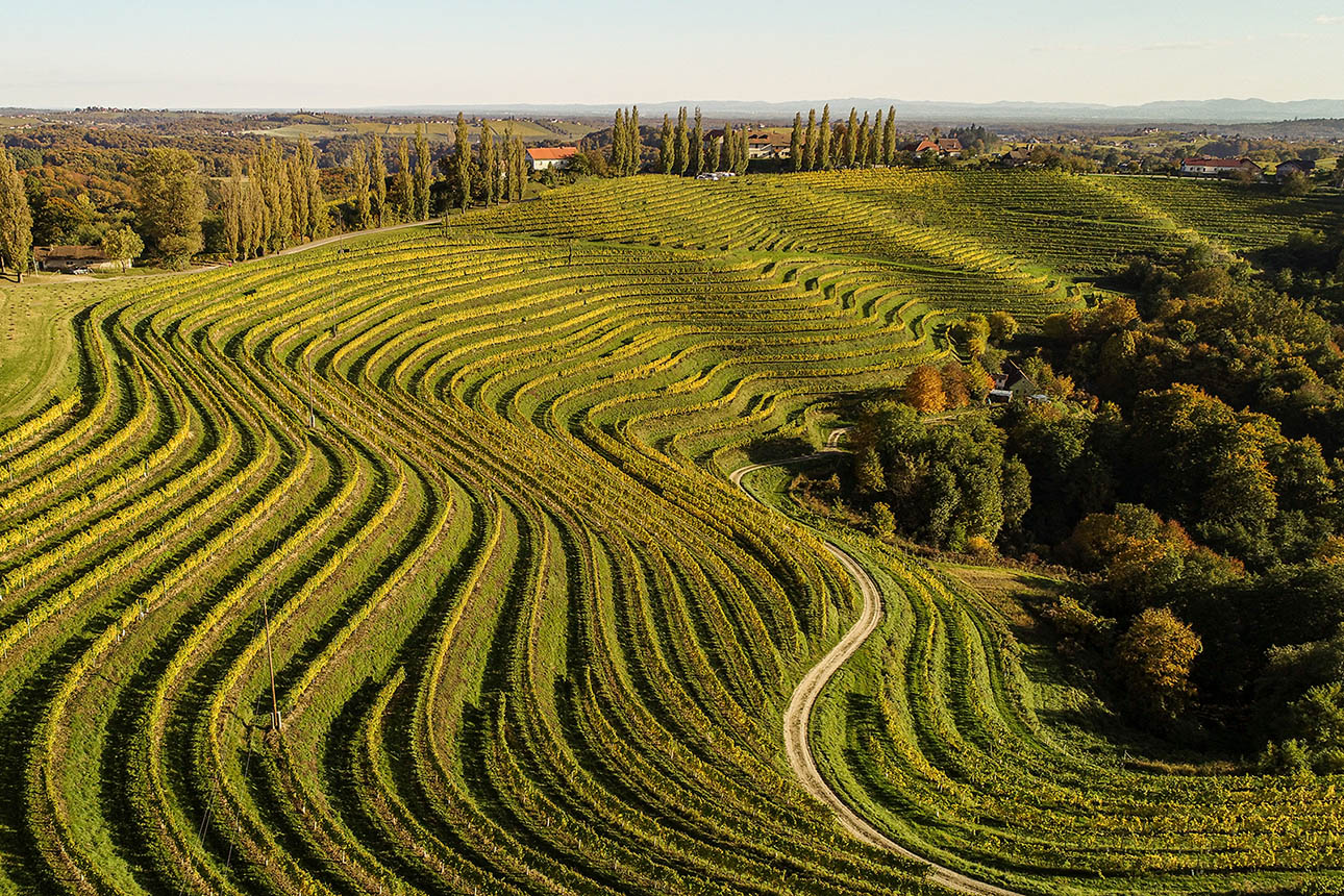Puklavec Family Wines Slovenia, Fot&oacute;: MGM Media Optima