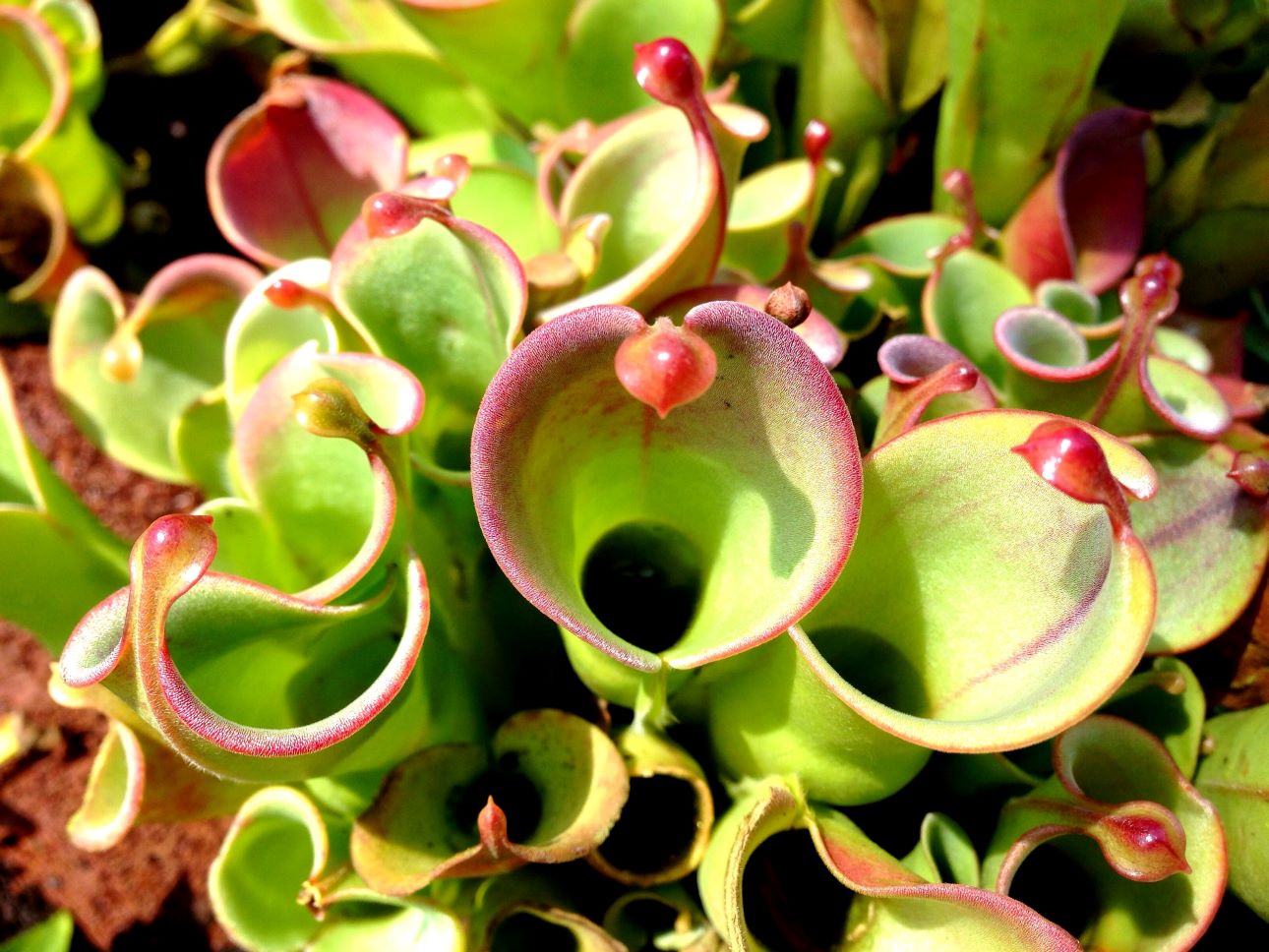 Heliamphora-nutans-123rf, Fotó: 123rf.com