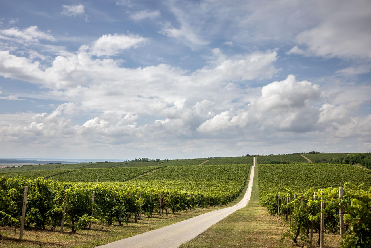 baranja-szoloultetveny, Fotó: CNTB/Julien Duval