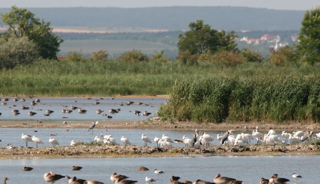 Ferto-to-madarak, Fotó: Fertő-Hanság Nemzeti Park