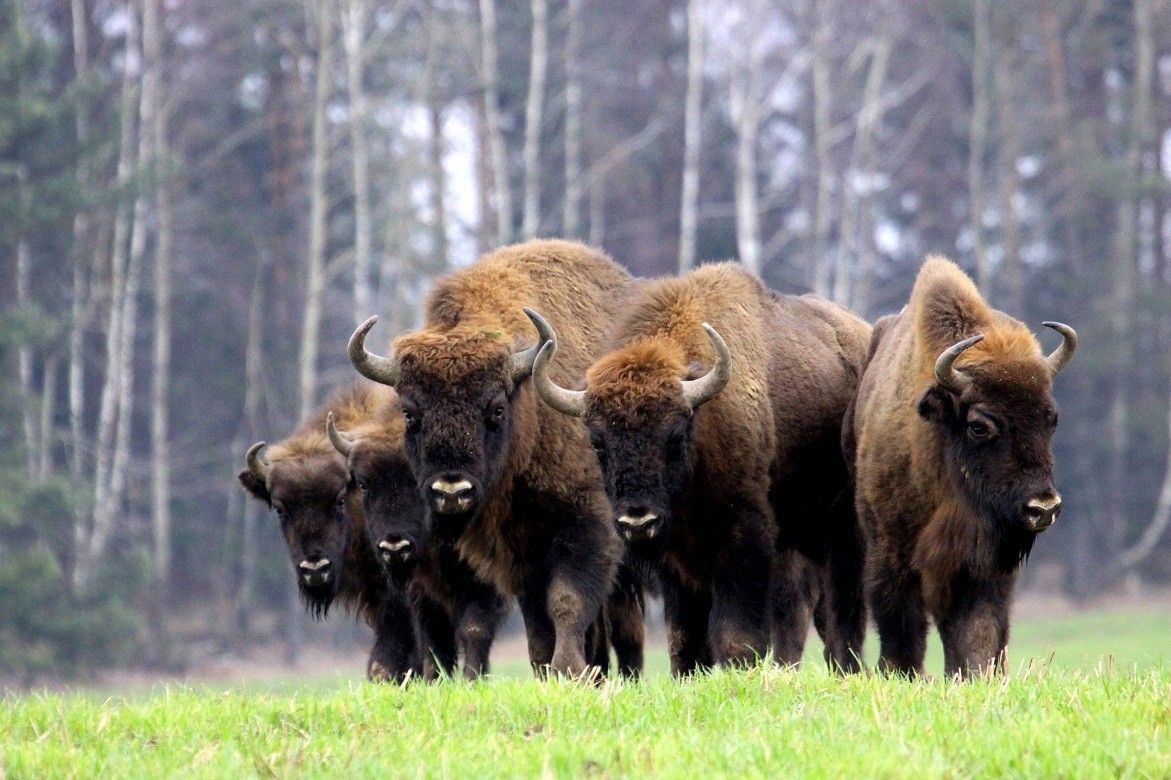 Biaowieza-Nationalpark-Polen-Travel