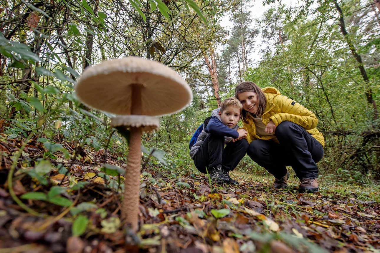 gomba, Fotó: Aktív Magyarország