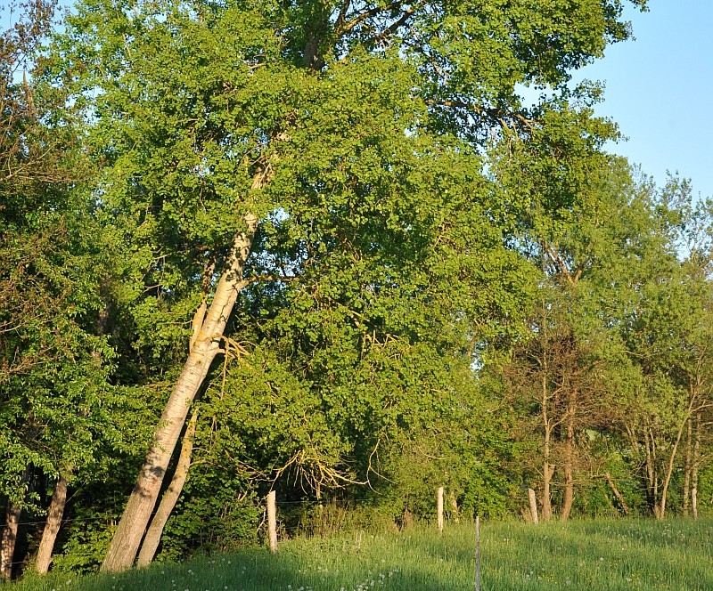 Rezgő nyár, Fotó: Korda Márton