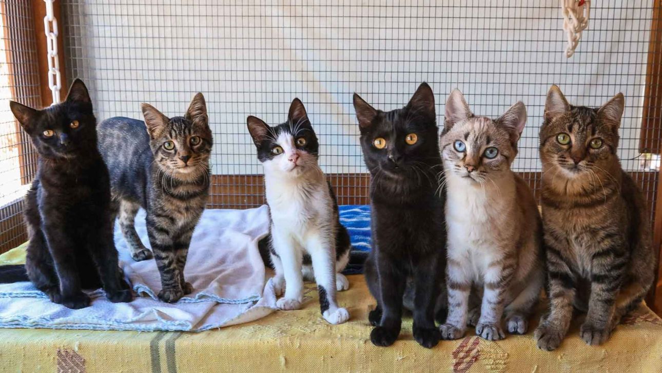 syroscats-com