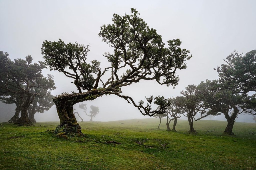 madeira-fanal, Fot&oacute;: ViaSale Travel