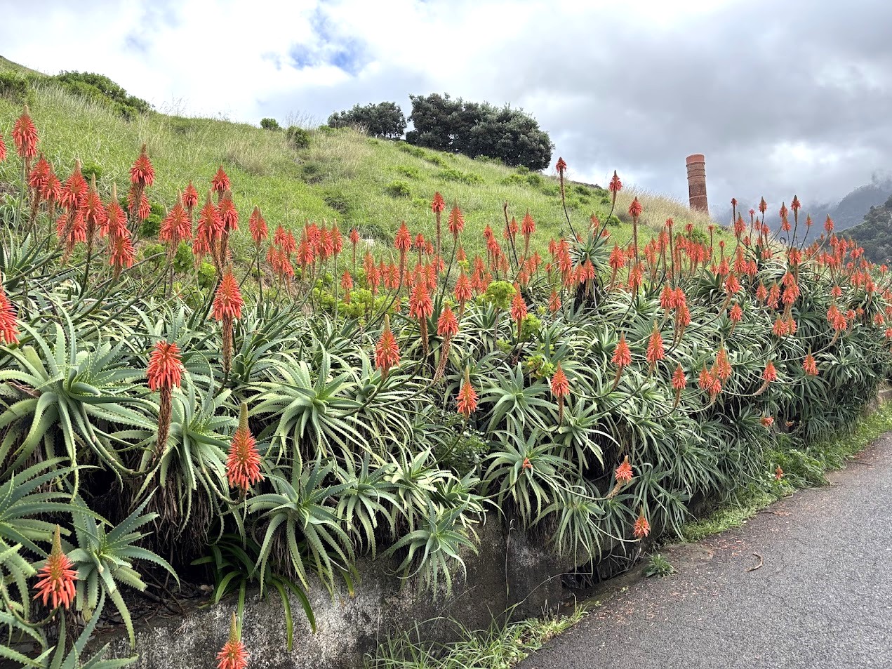 Madeira-aloe-vera, Fot&oacute;: Fucsk&oacute; Hajnalka