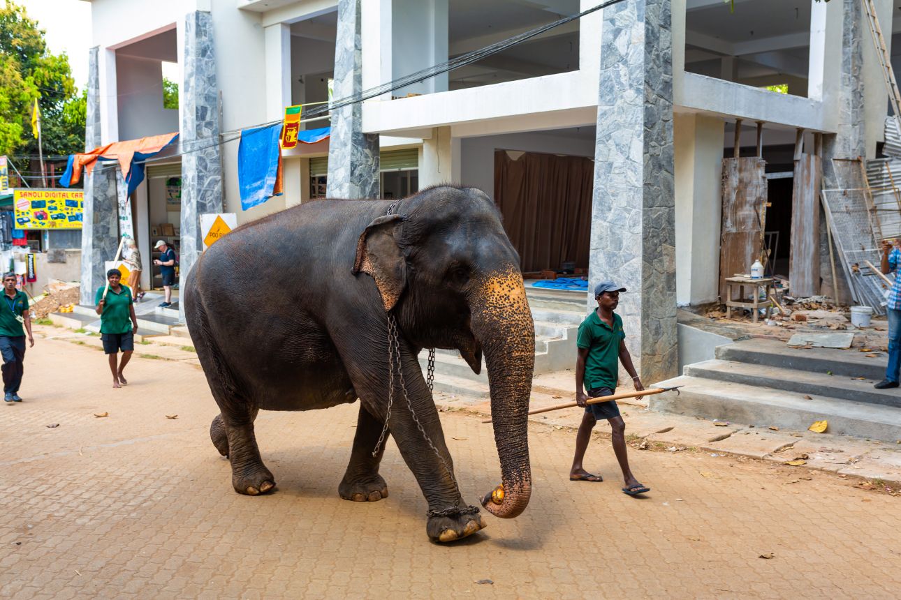 elefant-sri-lankan-123rf, Fotó: 123rf.com