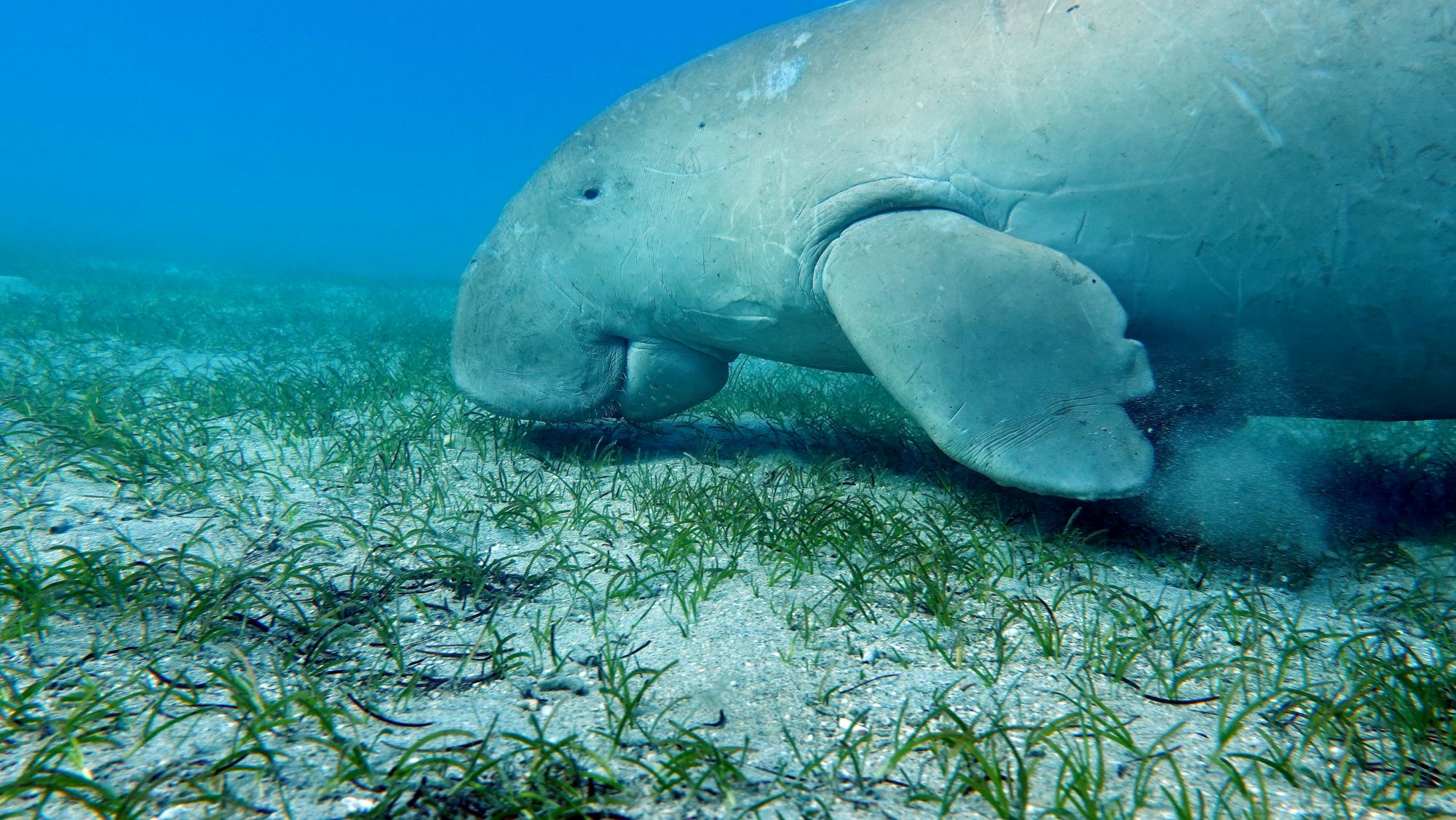 dugong, Fotó: 123rf.com