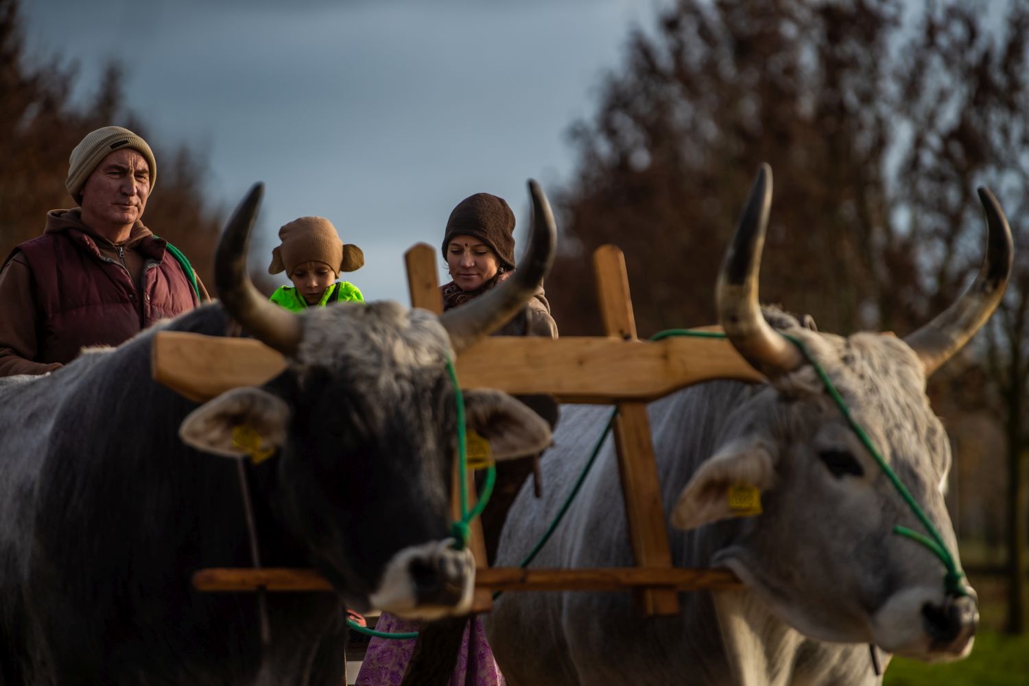 krisna 1% felajanlas, Fot&oacute;: Krisna-v&ouml;lgy