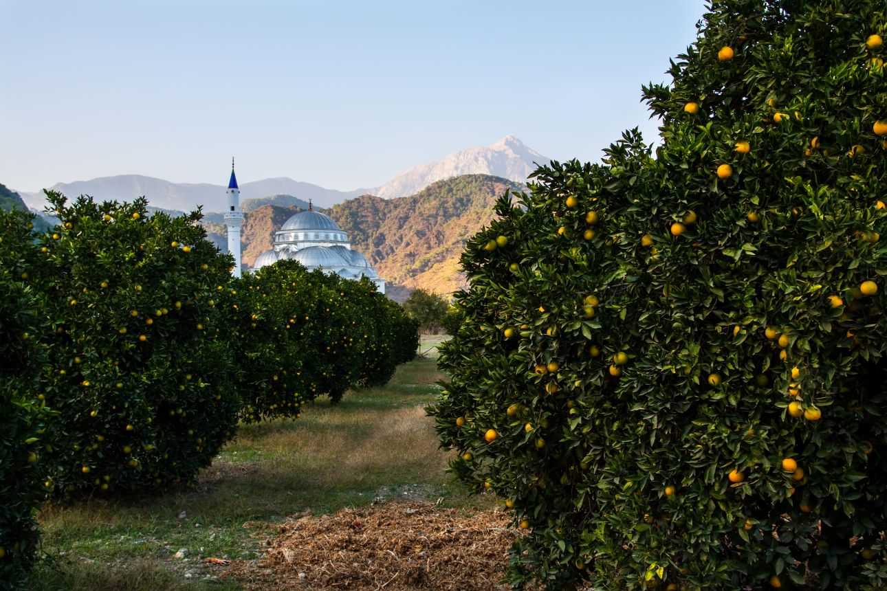 citrus-ultetveny-torokorszag-123rf, Fot&oacute;: 123rf.com