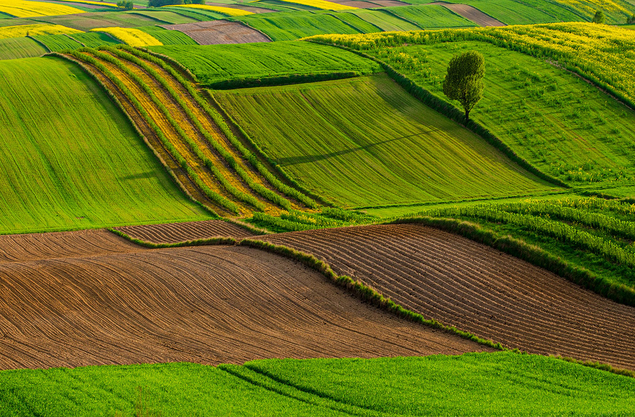 Roztocze Lengyelország, Fotó: Adobe Stock