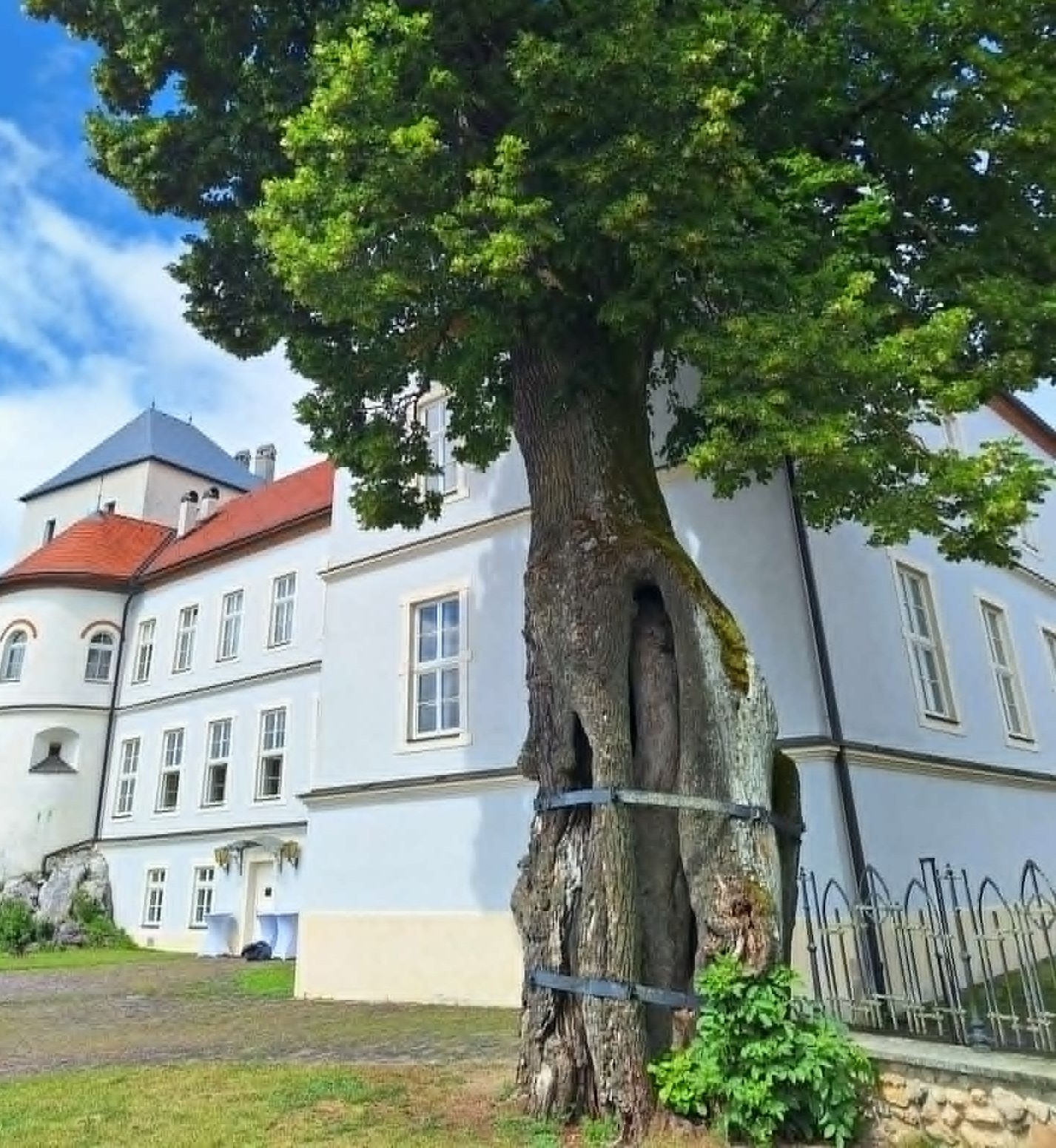 Hárs, Zólyomlipcse, Fotó: 123rf.com