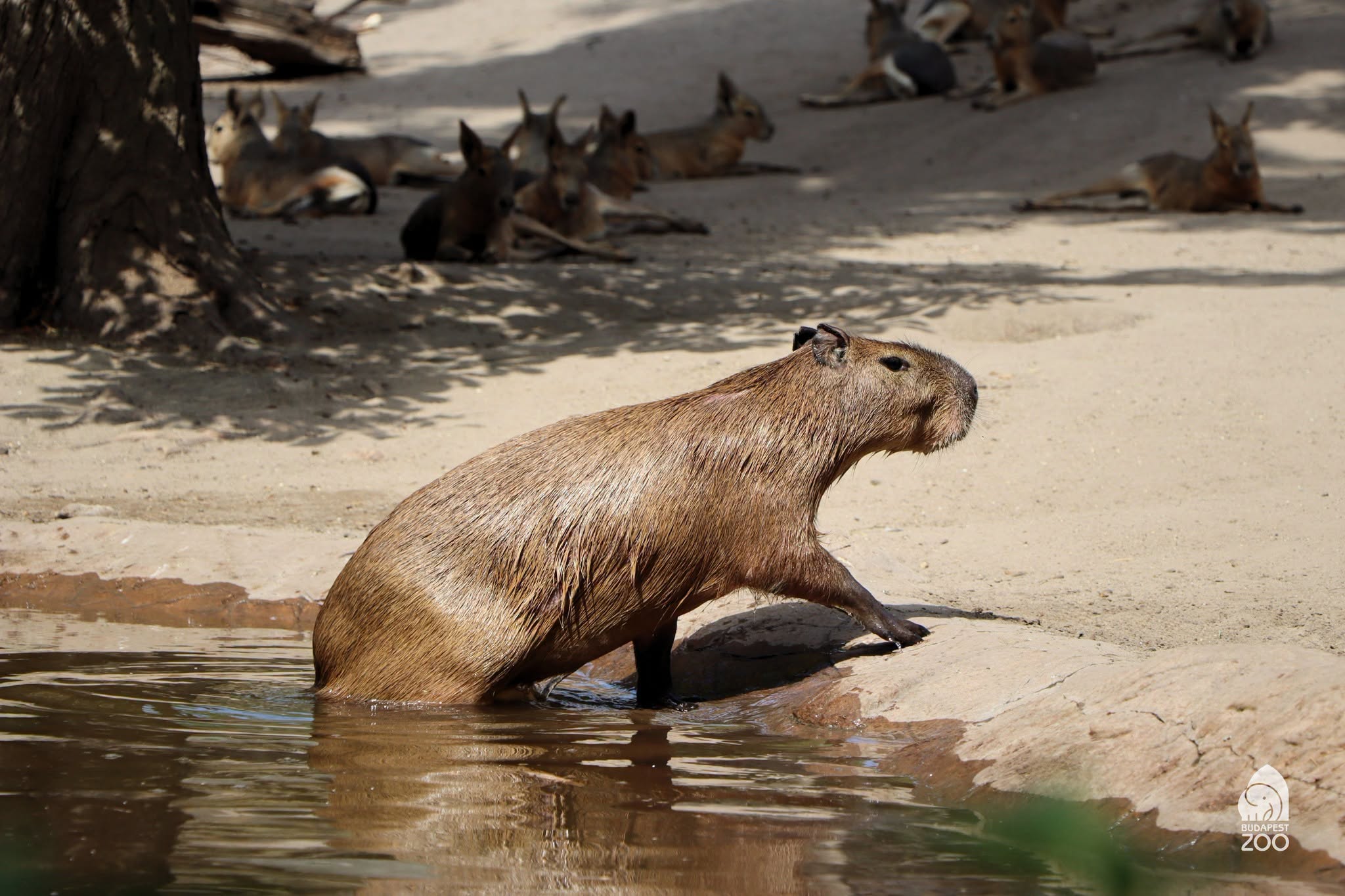 capybara allatkert, Fotó: Fővárosi Állat- és Növénykert FB