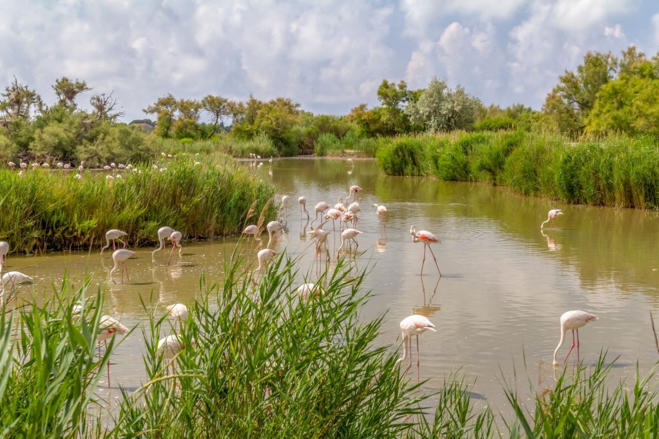 Camargue-123rf