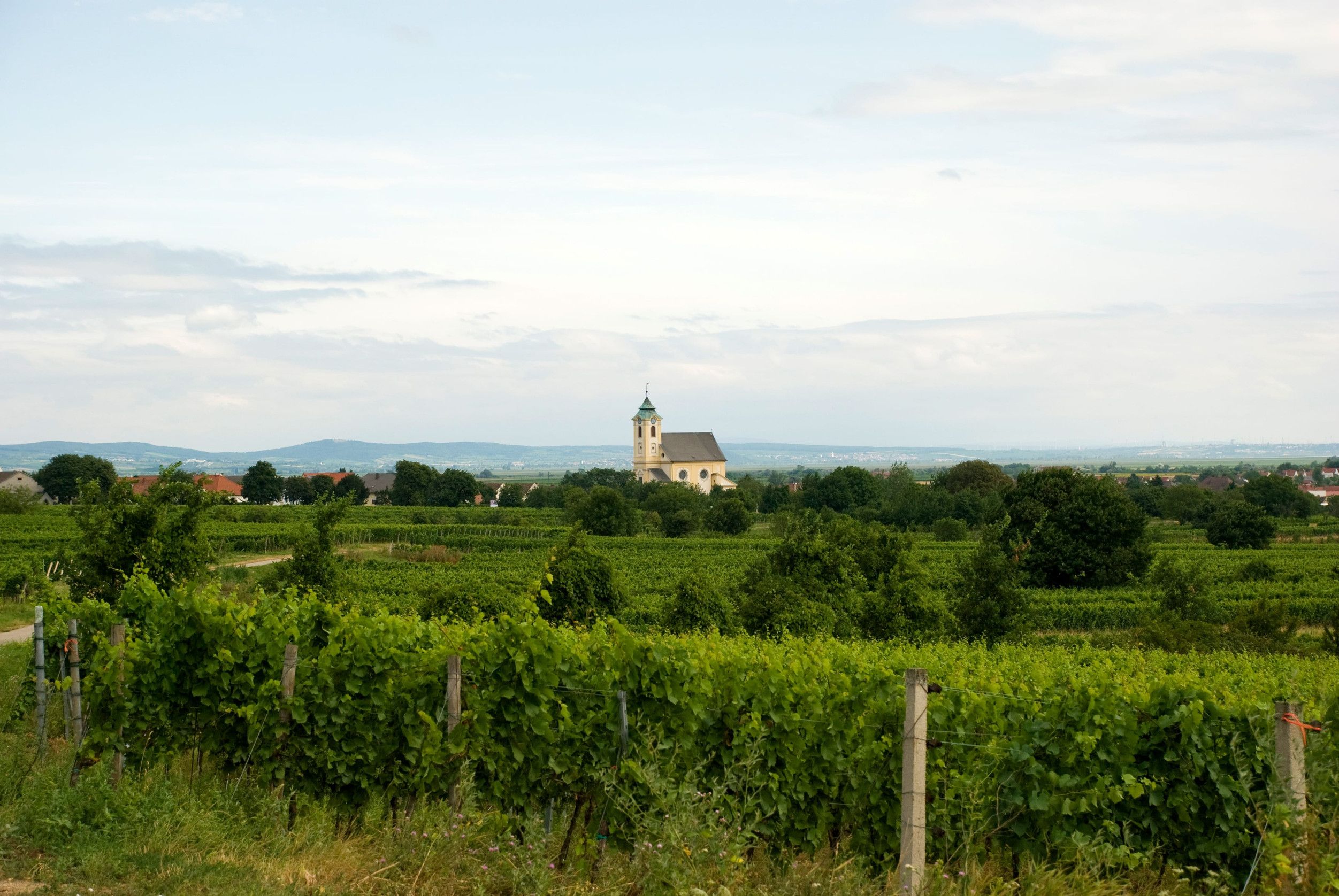 burgenland szőlő, Fotó: 123rf.com